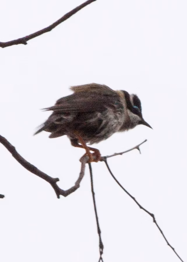 Black-chinned Honeyeater in Australia showing key identification features: olive-grey honeyeater with a dark chin and throat line, pale to bluish facial skin and a contrasting pale nape marking depending on subspecies.