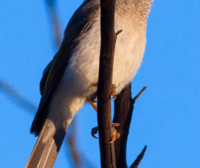 Black-eared Miner in Australia showing key identification features: grey miner with a conspicuous black ear and facial patch, yellow bill and yellow around the eye; hybridisation with Yellow-throated Miners can make identification difficult.