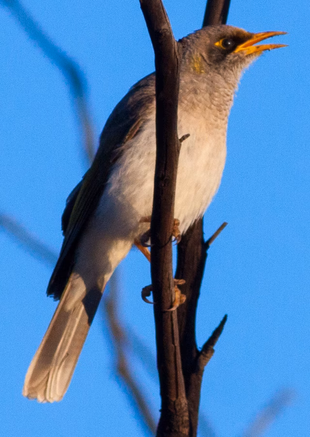 Black-eared Miner in Australia showing key identification features: grey miner with a conspicuous black ear and facial patch, yellow bill and yellow around the eye; hybridisation with Yellow-throated Miners can make identification difficult.