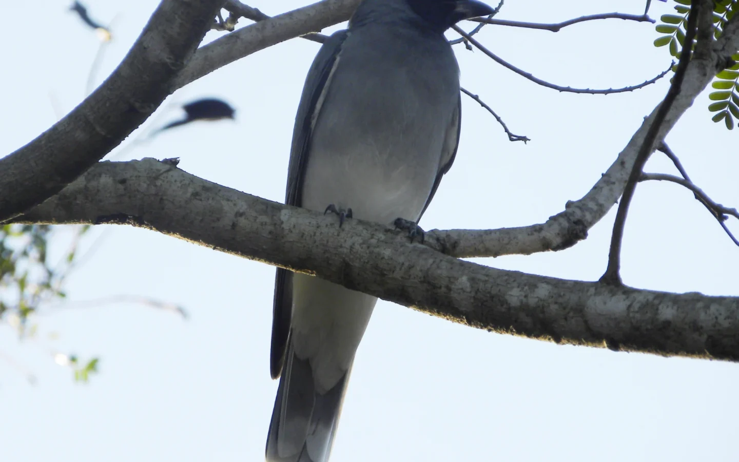 Black-faced Cuckoo-shrike in Australia showing key identifying features