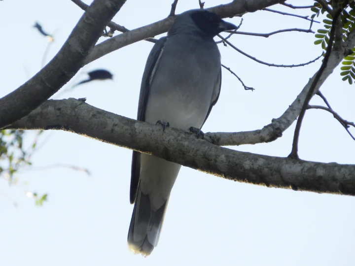 Black-faced Cuckoo-shrike in Australia showing key identifying features