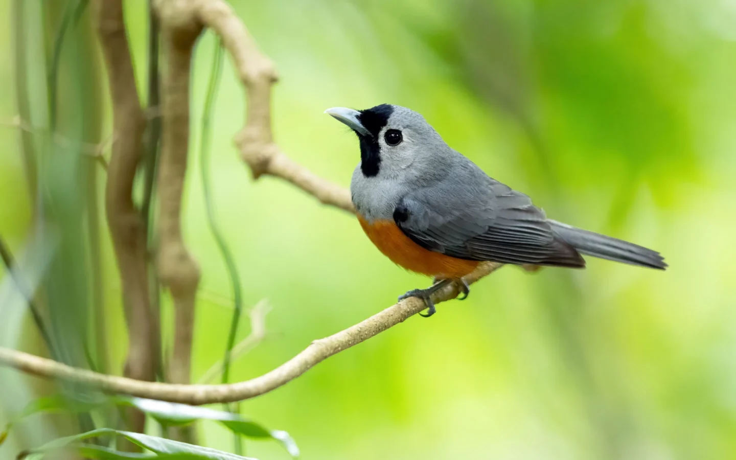 Black-faced Monarch in Australia showing key identifying features