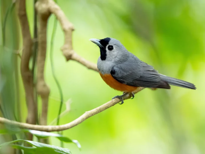 Black-faced Monarch in Australia showing key identifying features