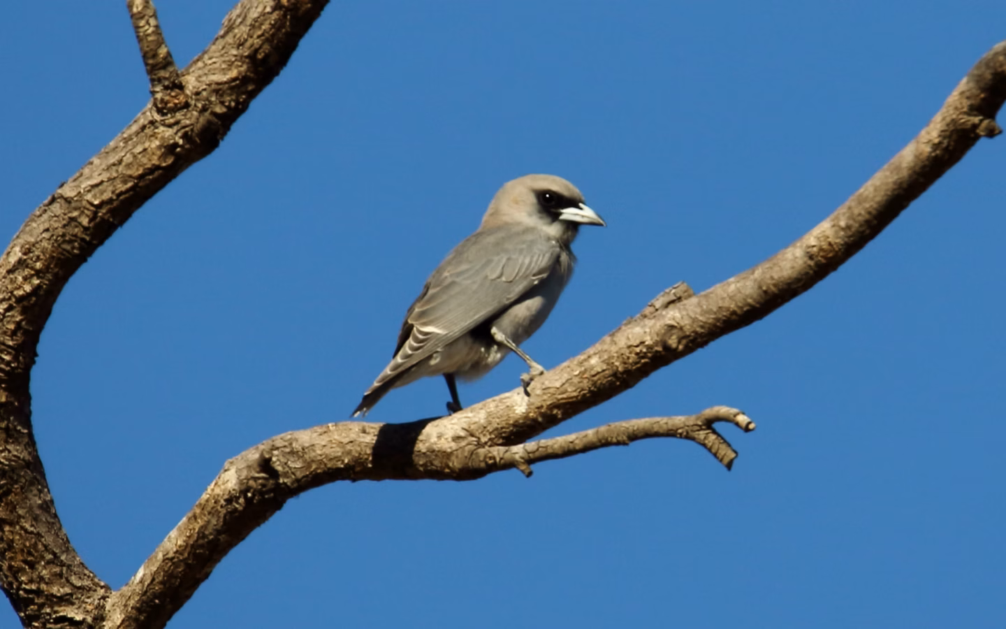 Black-faced Woodswallow showing key identification features