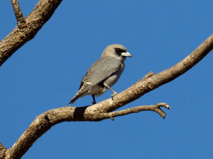 Black-faced Woodswallow showing key identification features