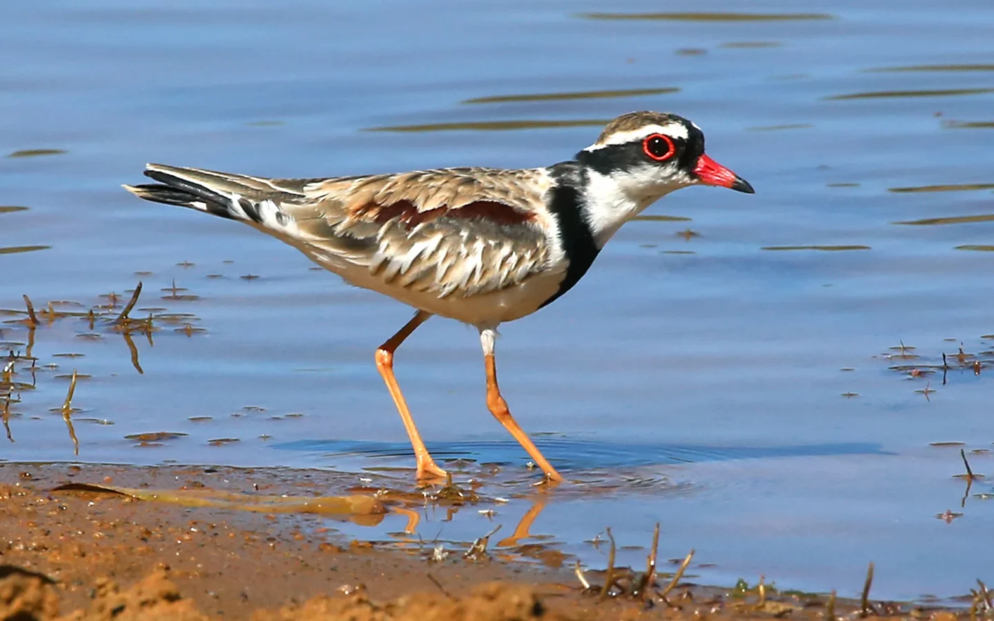 Black-fronted Dotterel showing key identification features
