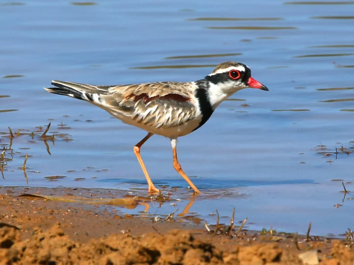 Black-fronted Dotterel showing key identification features