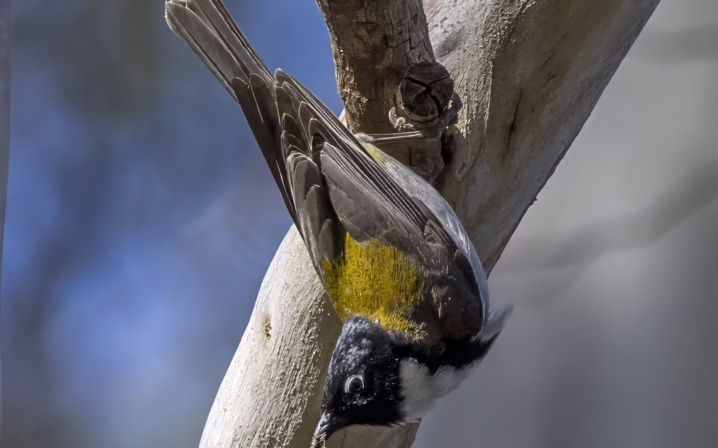 Black-headed Honeyeater in Australia showing key identification features