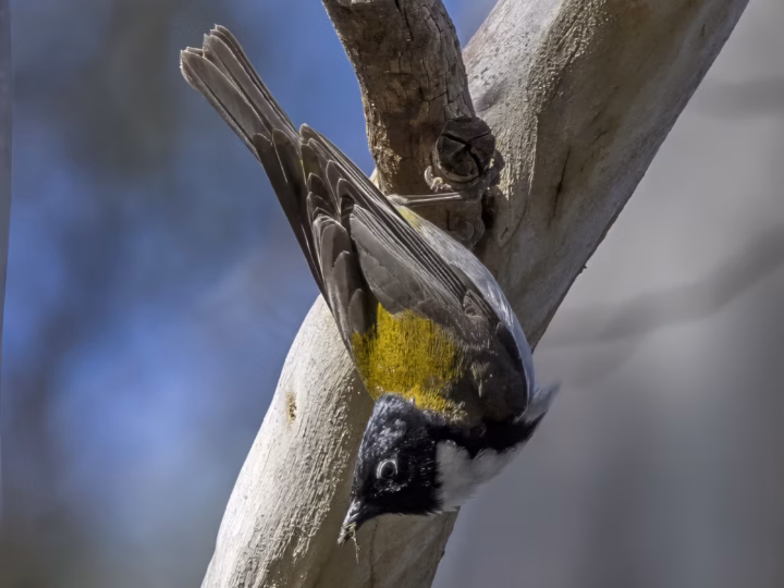 Black-headed Honeyeater in Australia showing key identification features