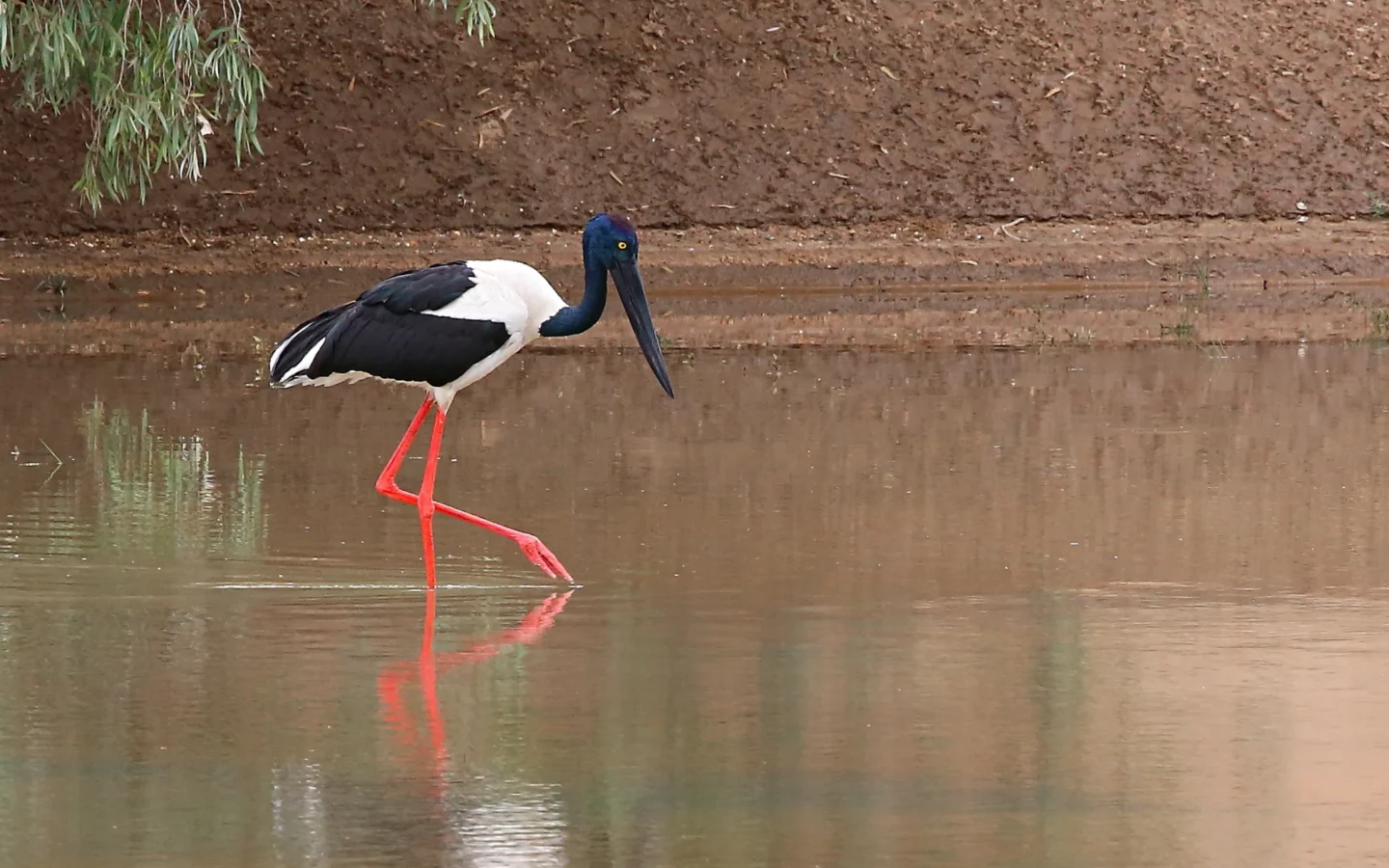 Black-necked Stork showing key identification features