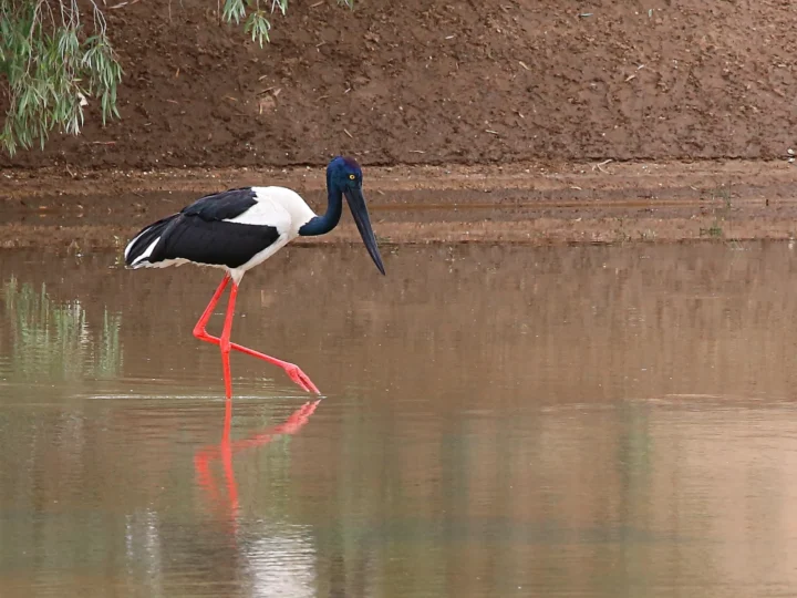 Black-necked Stork showing key identification features