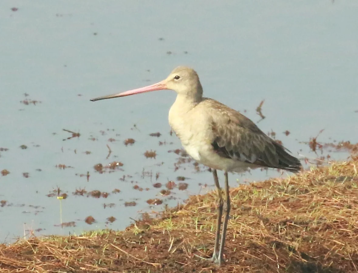 Black-tailed Godwit showing key identification features