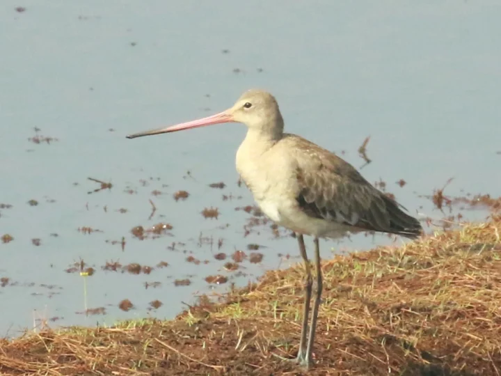 Black-tailed Godwit showing key identification features