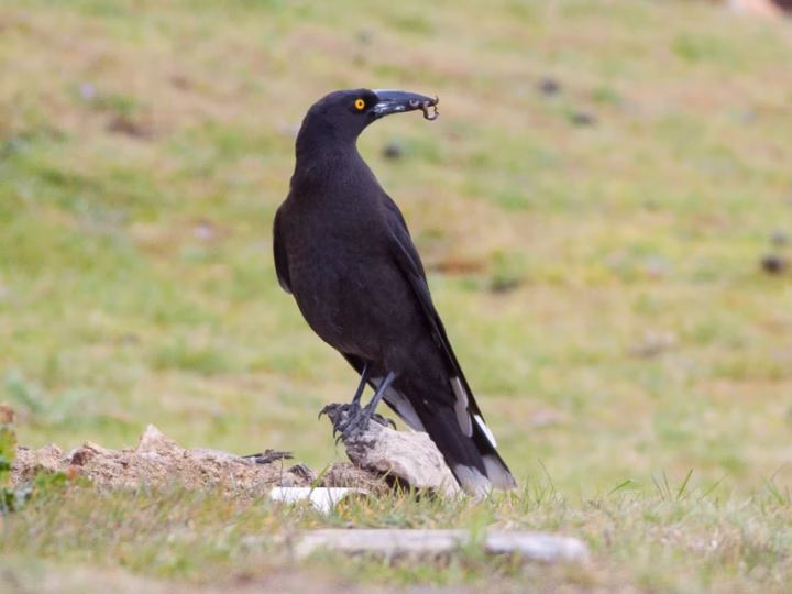 Black Currawong showing key identification features