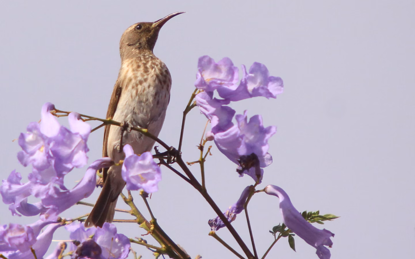 Black Honeyeater in Australia showing key identification features