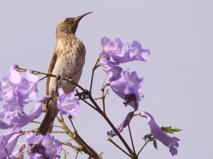 Black Honeyeater in Australia showing key identification features