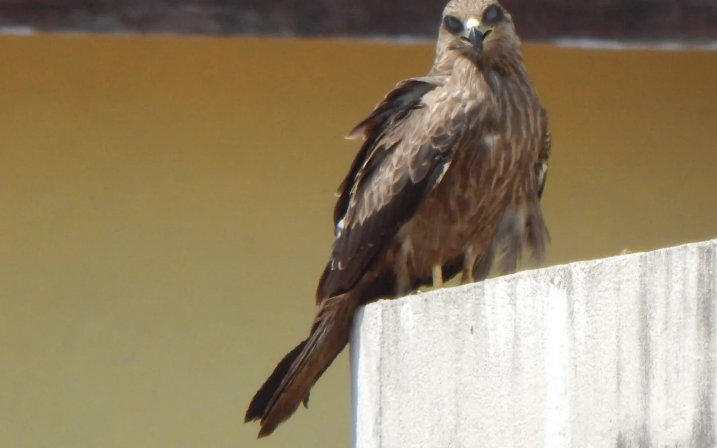 Black Kite showing key identification features