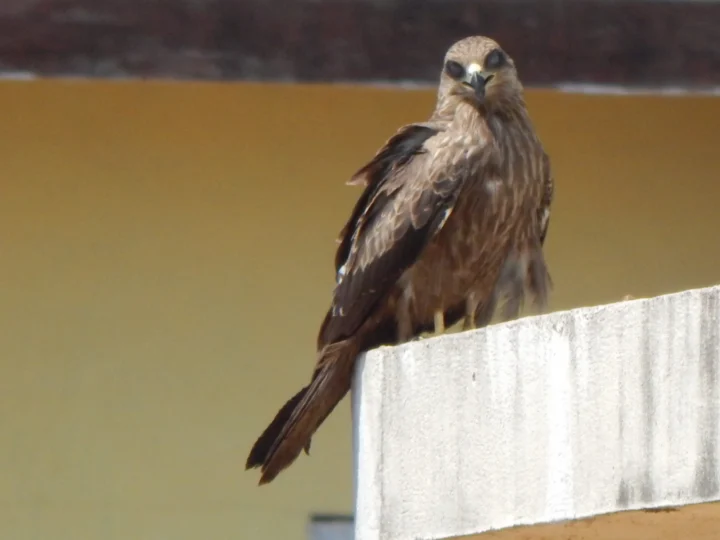 Black Kite showing key identification features