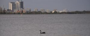 Black Swan with black plumage, red bill and long curved neck