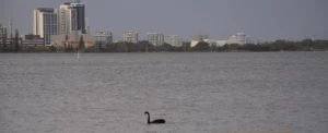 Black Swan with black plumage, red bill and long curved neck