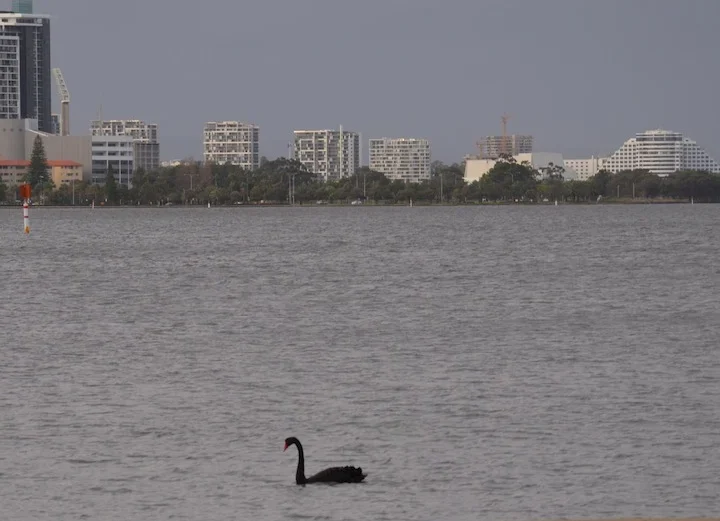 Black Swan with black plumage, red bill and long curved neck