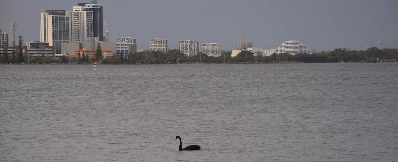 Black Swan with black plumage, red bill and long curved neck