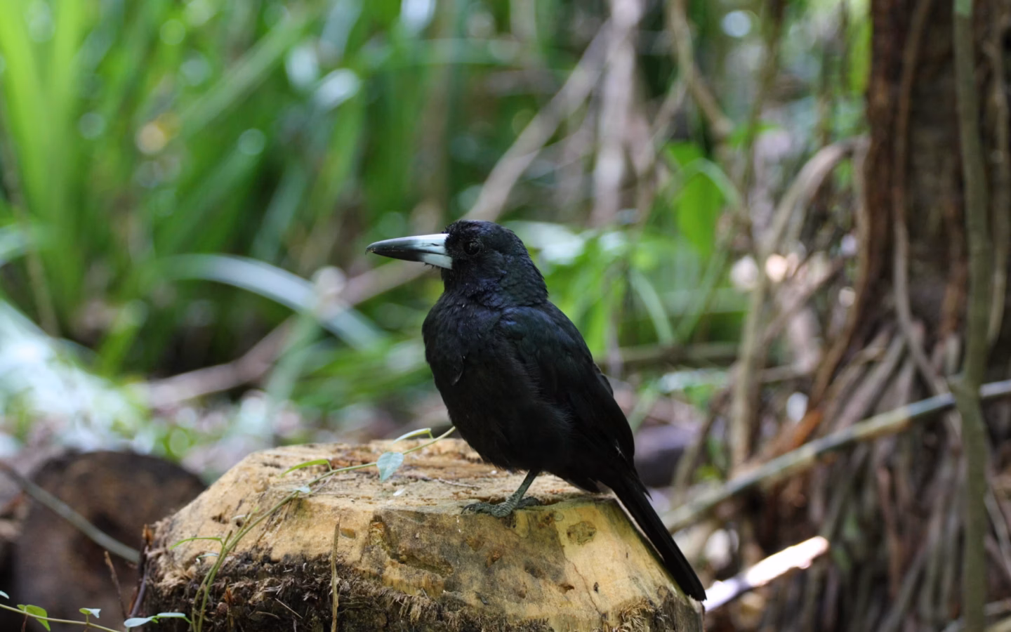 Black Butcherbird showing large all-black body, heavy hooked bill and deep fluting calls