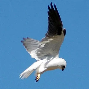 Black-shouldered Kite in Australia