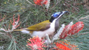 Blue-faced Honeyeater with olive-green wings and bright blue bare skin around the eye