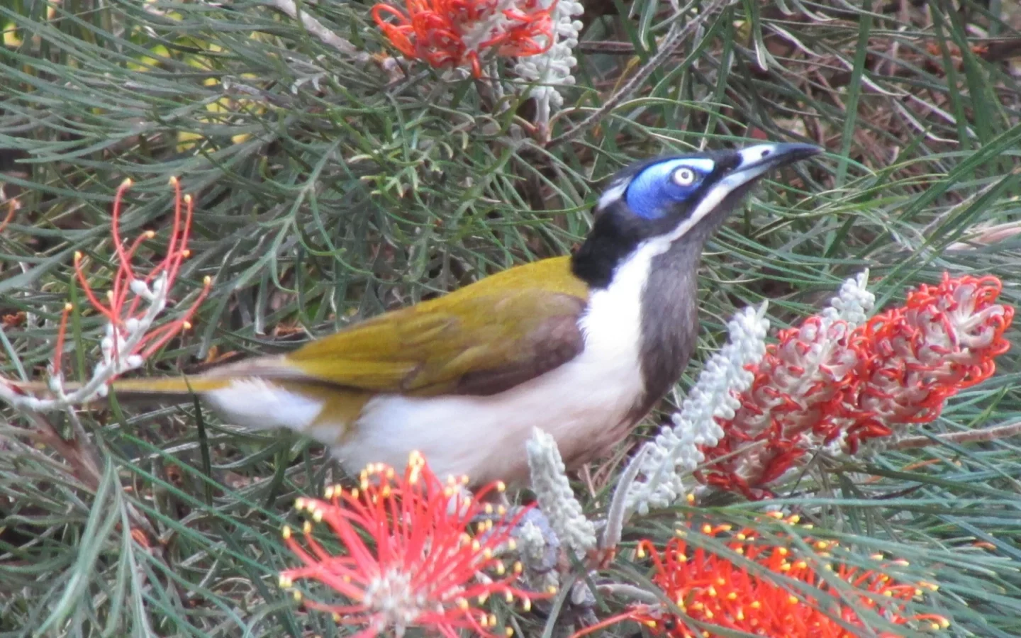 Blue-faced Honeyeater with olive-green wings and bright blue bare skin around the eye