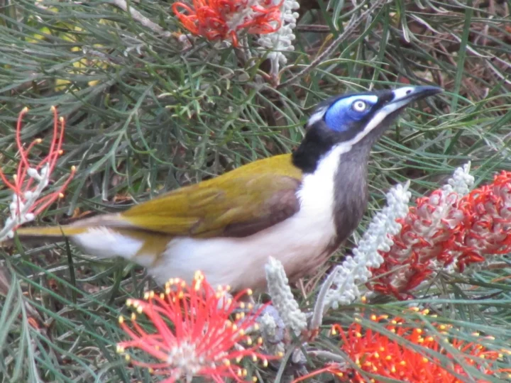 Blue-faced Honeyeater with olive-green wings and bright blue bare skin around the eye