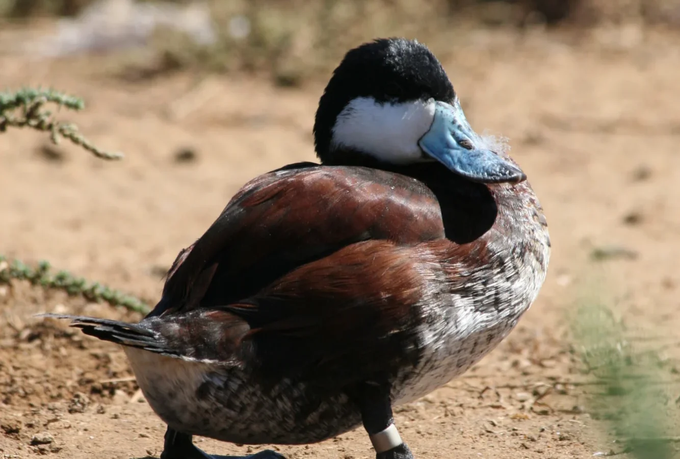 Blue-billed Duck showing key identification features