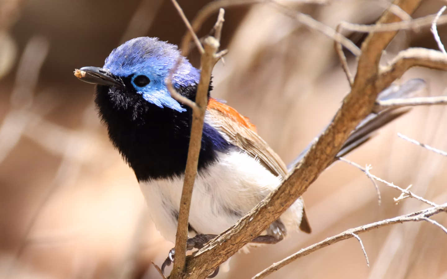 Blue-breasted Fairywren in Australia showing key identification features: breeding males show bright blue on the crown, back and breast against darker black-brown areas; females are plainer brown with a long tail.