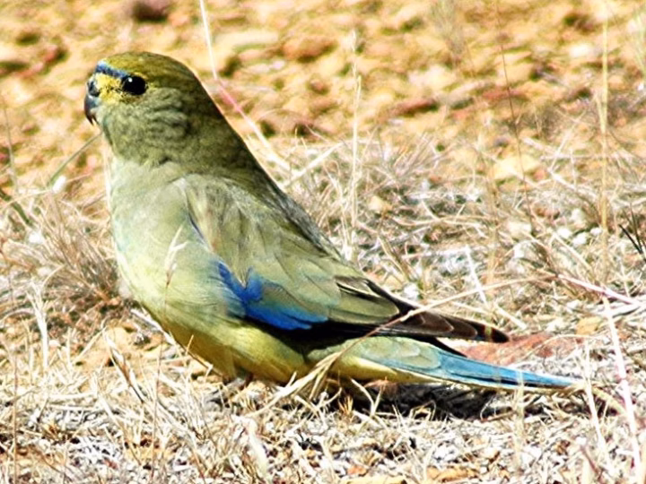 Blue-winged Parrot in Australia showing key identification features: small green parrot with blue wing panels, a bluish face and yellowish underparts; females and young birds are usually duller.