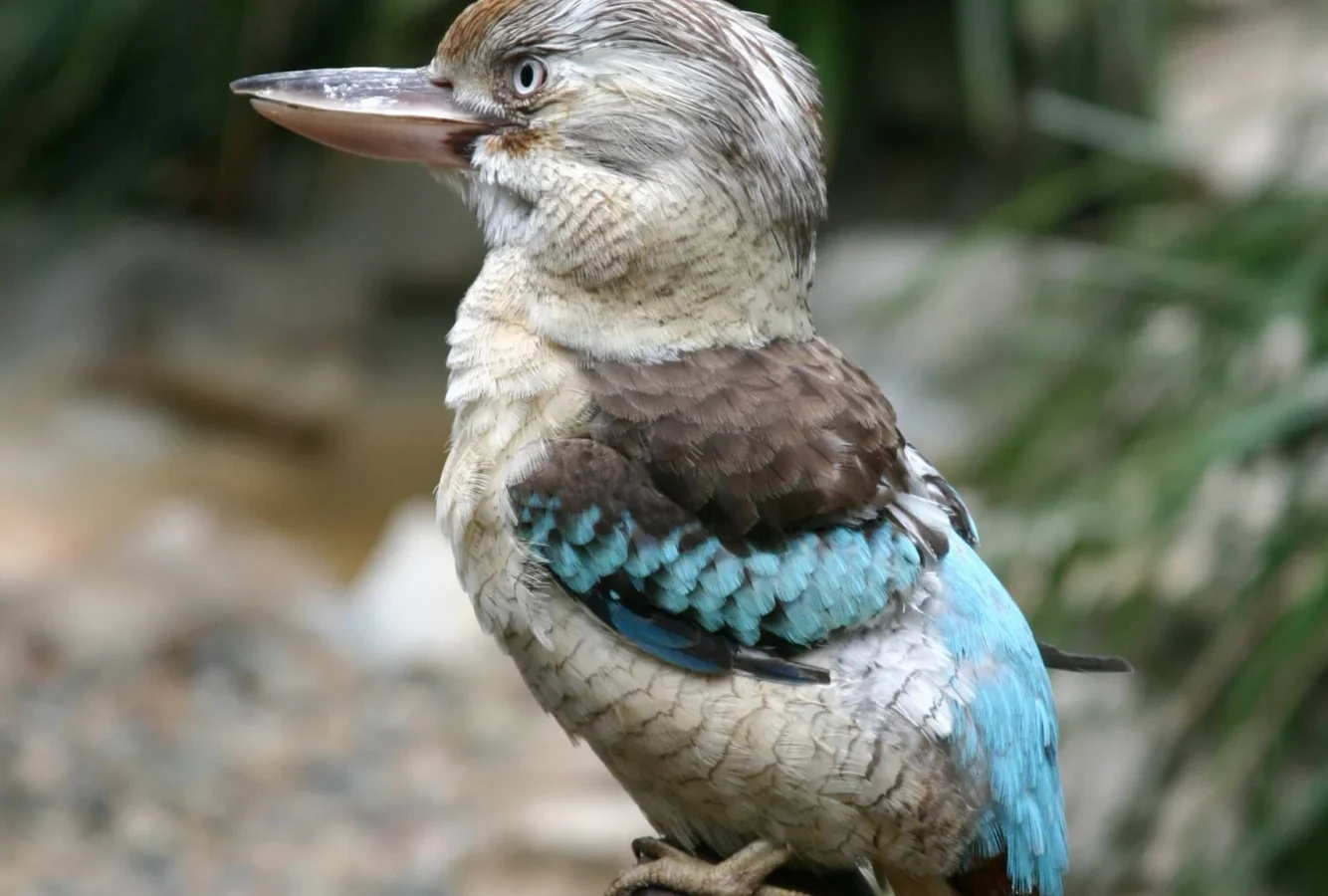 Blue-winged Kookaburra in Australia showing key identifying features