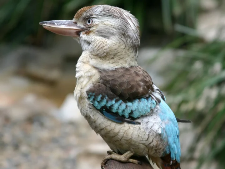 Blue-winged Kookaburra in Australia showing key identifying features