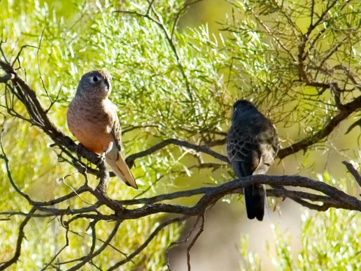 Bourke's Parrot in Australia
