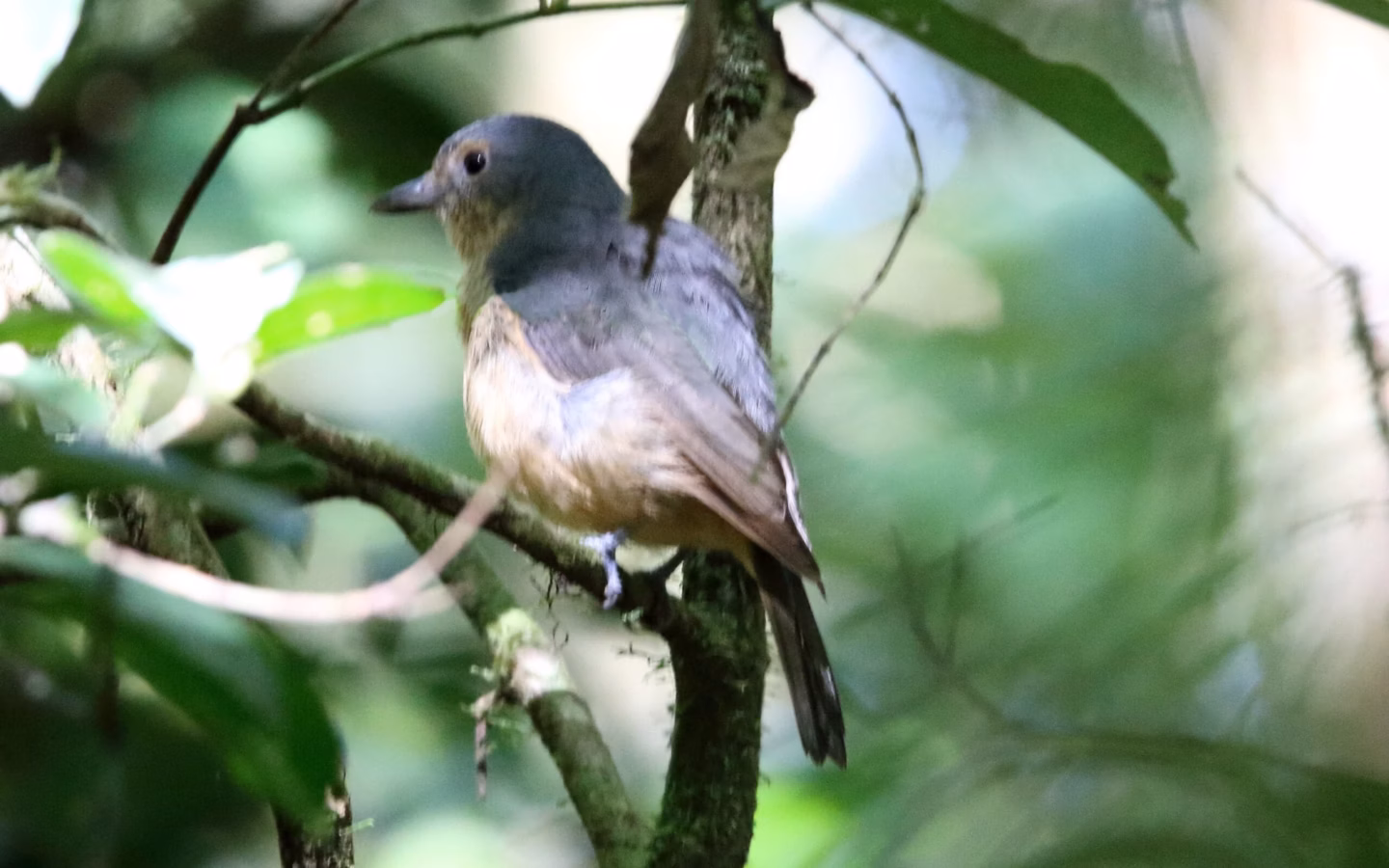 Bower's Shrike-thrush showing grey-brown upperparts, warmer rufous-toned underparts, a pale throat and a strong straight bill