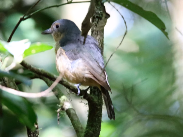 Bower's Shrike-thrush showing grey-brown upperparts, warmer rufous-toned underparts, a pale throat and a strong straight bill