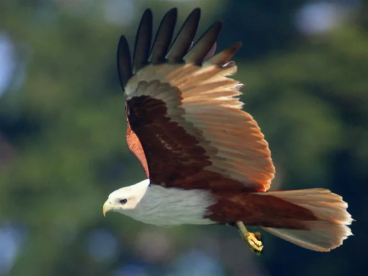 Brahminy Kite showing key identification features