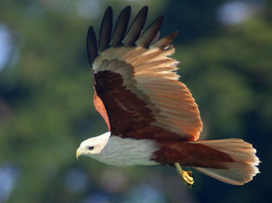 Brahminy Kite showing key identification features