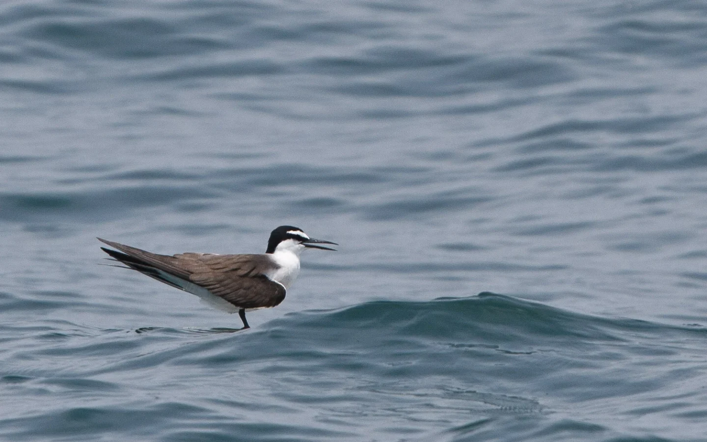Bridled Tern showing key identification features