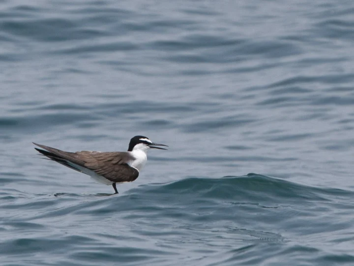 Bridled Tern showing key identification features