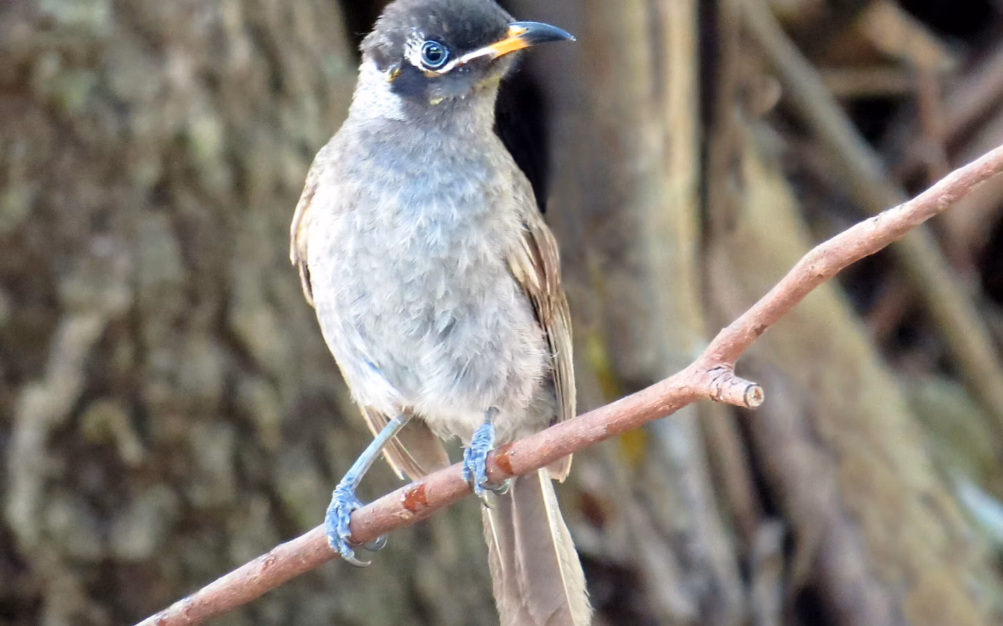 Bridled Honeyeater showing a dark face, yellow ear patch and distinctive pale bridle-like line on a robust rainforest honeyeater