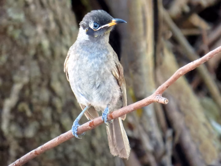 Bridled Honeyeater showing a dark face, yellow ear patch and distinctive pale bridle-like line on a robust rainforest honeyeater