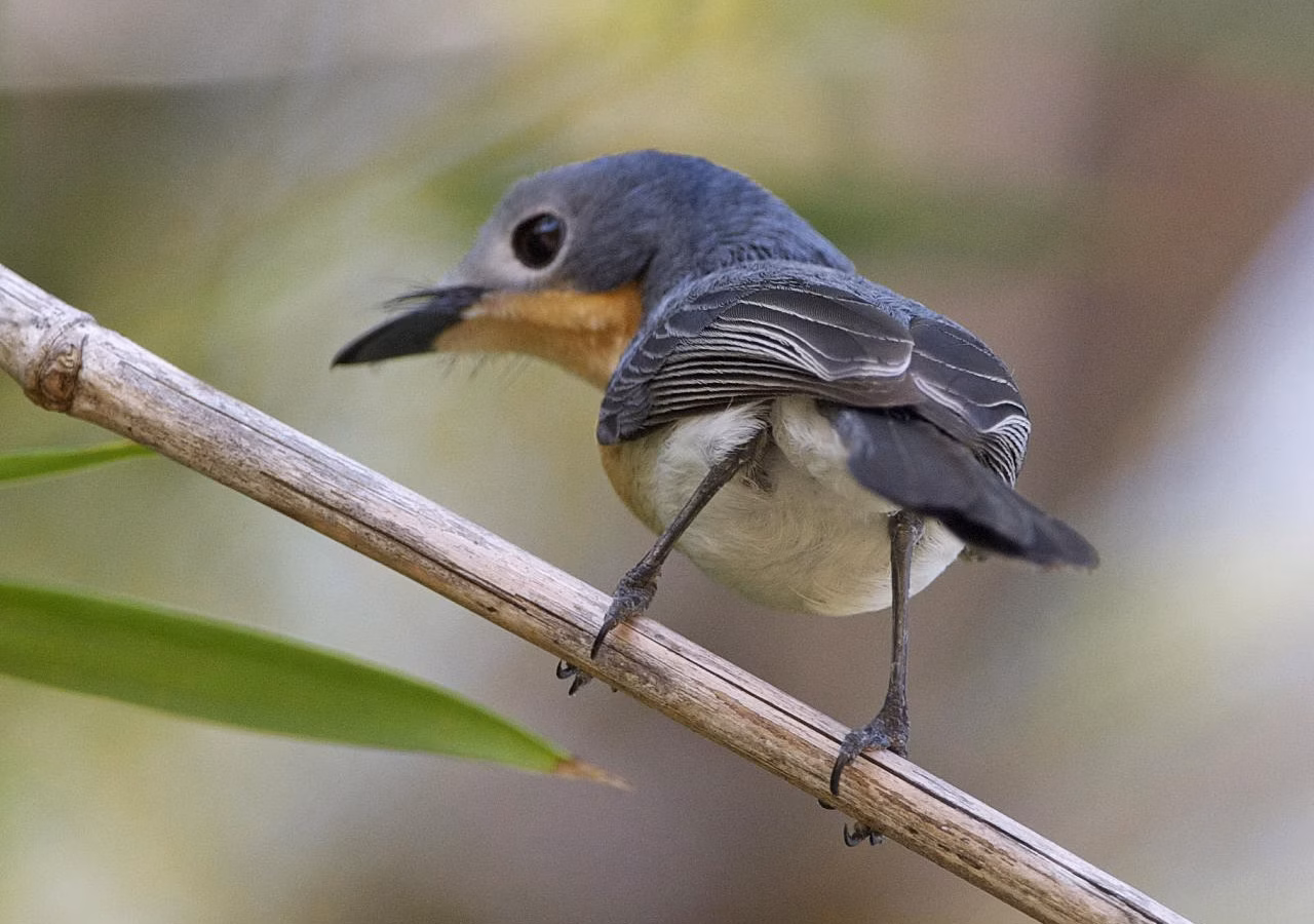 Broad-billed Flycatcher showing key identification features