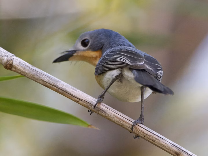 Broad-billed Flycatcher showing key identification features