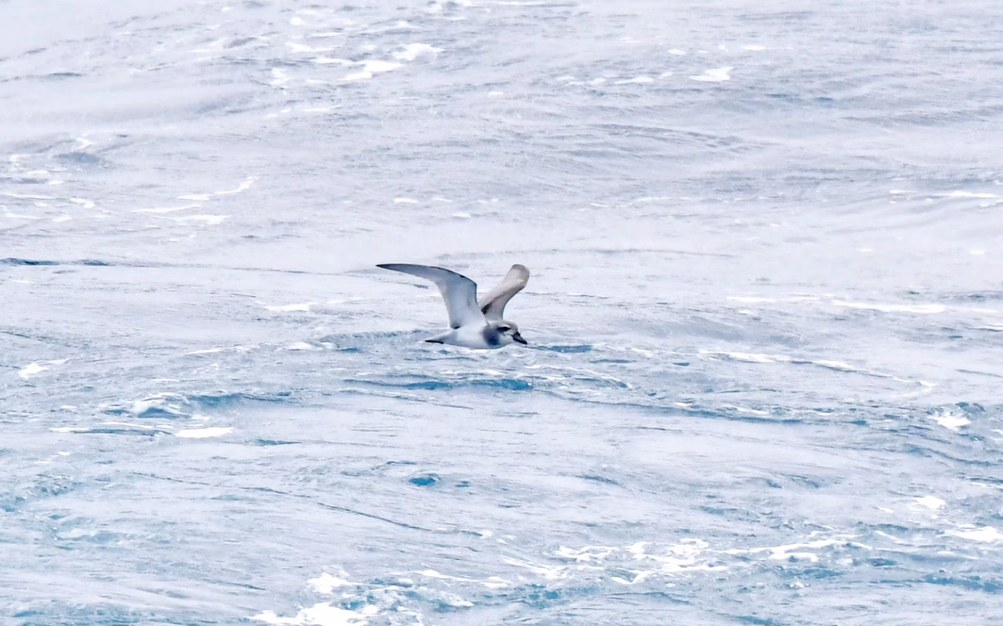 Broad-billed Prion showing broad flattened bill, blue-grey upperparts, dark wing M and white underparts