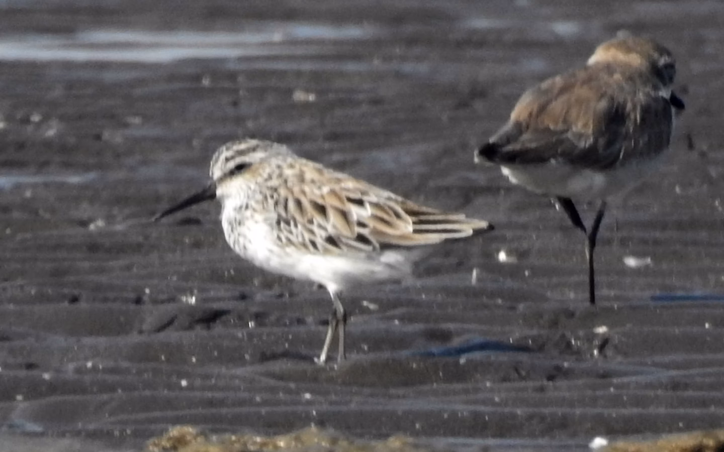 Broad-billed Sandpiper showing small sandpiper with split pale eyebrow and slightly downcurved bill