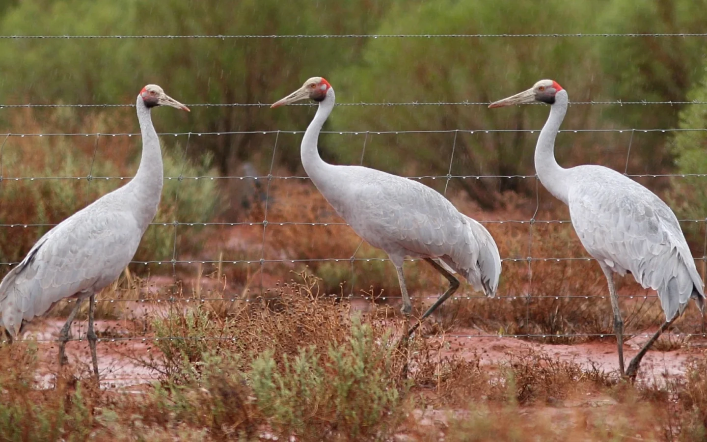 Brolga showing key identification features